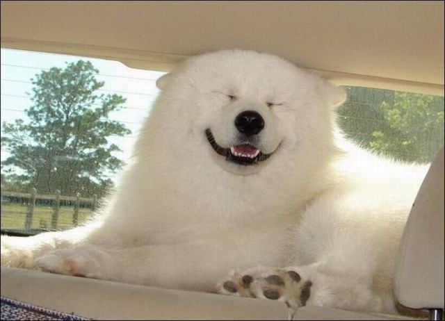 640x462, 38 Kb / собака, улыбака