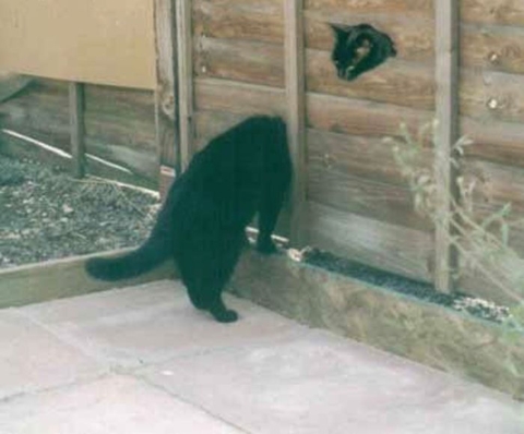 480x398, 92 Kb / котэ, забор, дырка