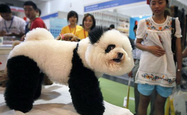 639x393, 62 Kb / собака, прическа