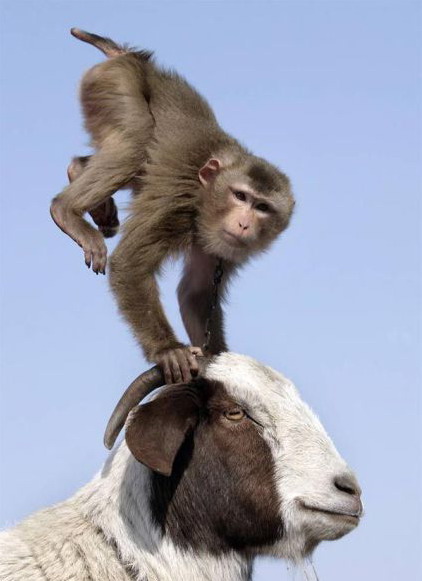 422x581, 47 Kb / обезьяна, козел