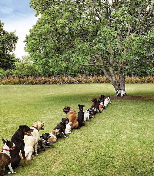 508x580, 166 Kb / собаки, дерево, очередь