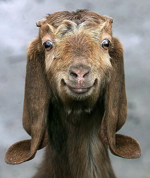 491x580, 98 Kb / позитивный баран