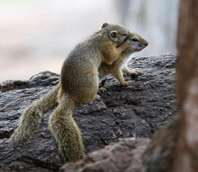 639x556, 115 Kb / белки