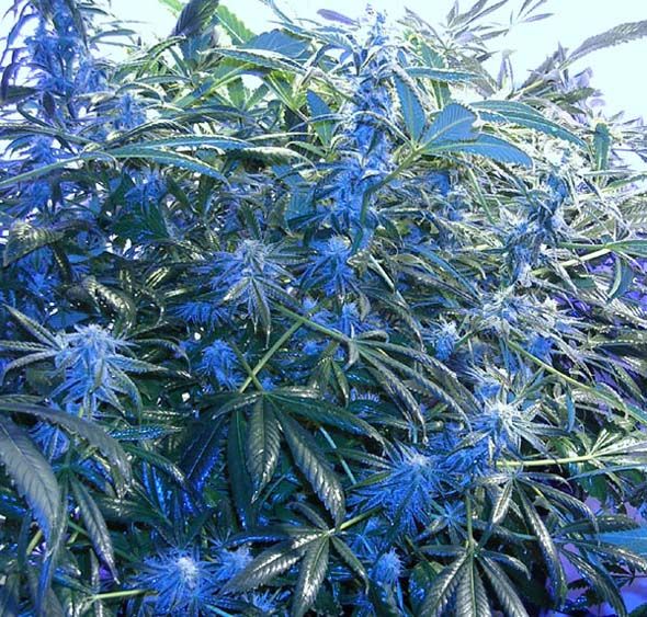 590x563, 115 Kb / марихуана