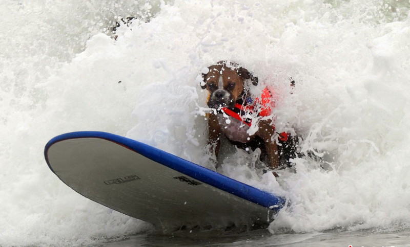 800x483, 84 Kb / собака, море, серф