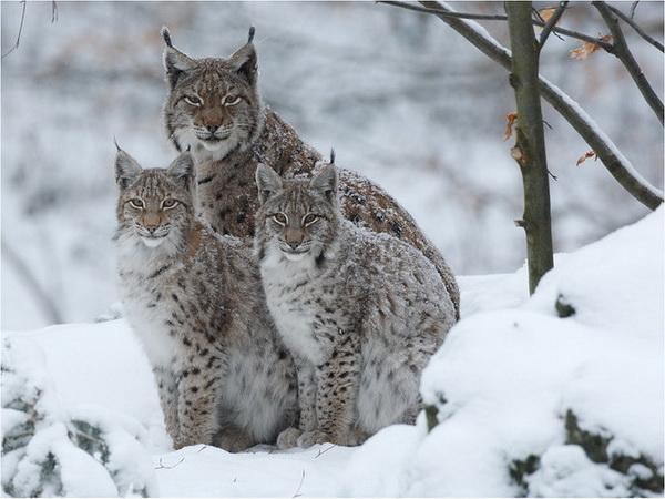 600x450, 40 Kb / рыси, зима, снег