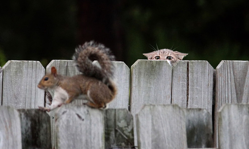 989x592, 127 Kb / белка, кот, забор