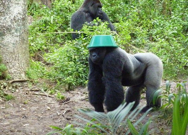 639x461, 142 Kb / горилла, таз