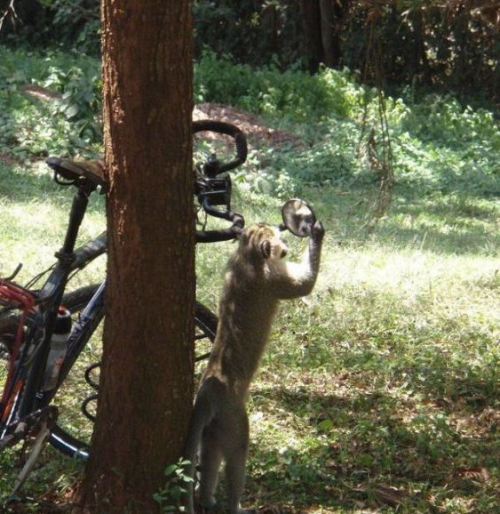 563x578, 125 Kb / велосипед, макака