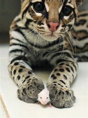 373x500, 40 Kb / кот