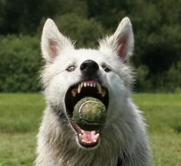 600x550, 35 Kb / теннисный мячик, собака