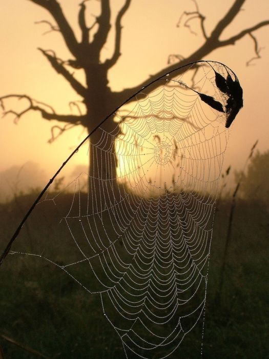 525x700, 61 Kb / паутина