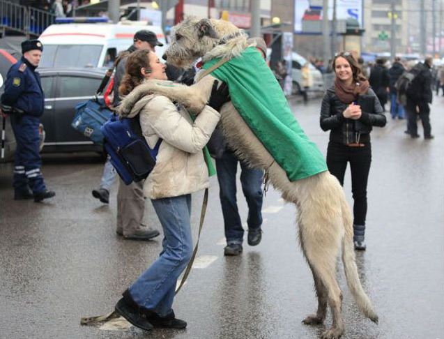 637x486, 96 Kb / пес