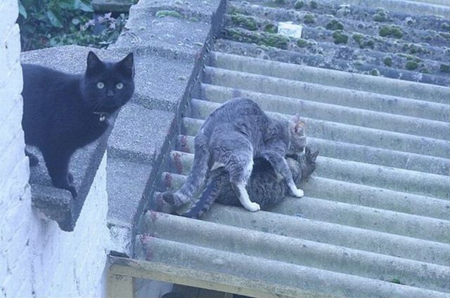 640x425, 56 Kb / секс, изнасилование, лестница