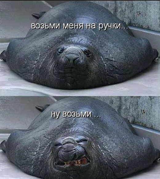 520x581, 100 Kb / ручки, морж