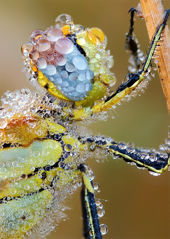 570x800, 160 Kb / макро, капли