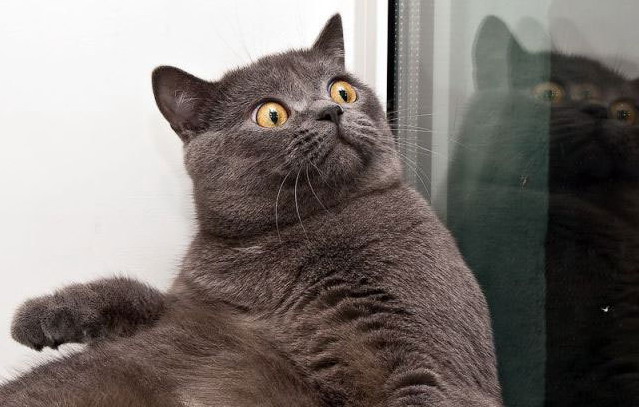 639x407, 71 Kb / кот