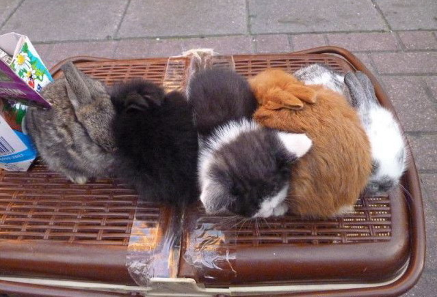 639x435, 92 Kb / кролик, котята