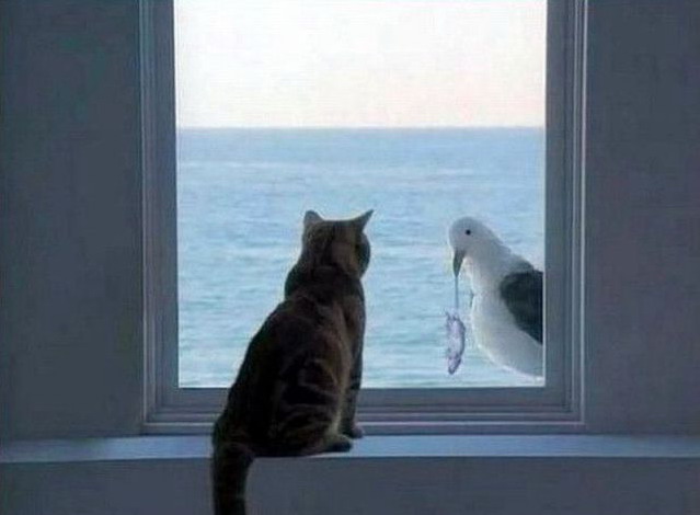 639x470, 45 Kb / кот, чайка