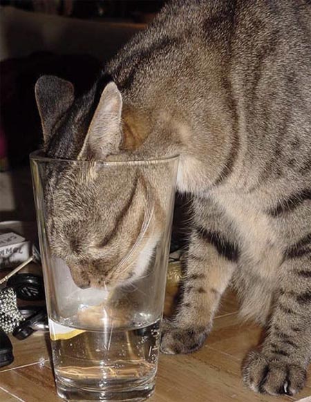 450x582, 64 Kb / стакан