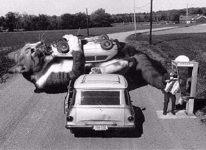 417x305, 27 Kb / кот, авто, таксофон