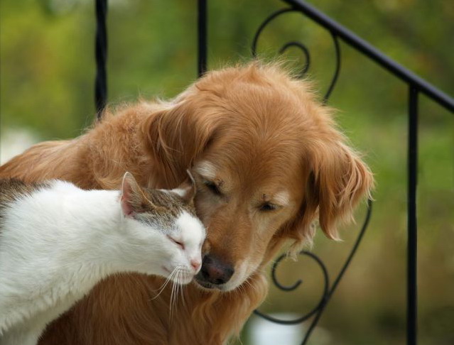 639x486, 65 Kb / пес, кот