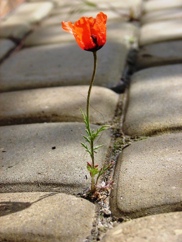 600x800, 90 Kb / цветок, брустчатка