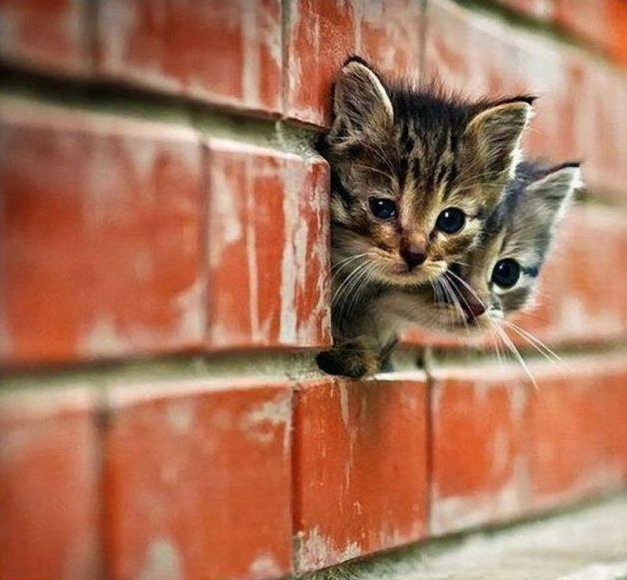 627x580, 97 Kb / стена, кирпич, котята