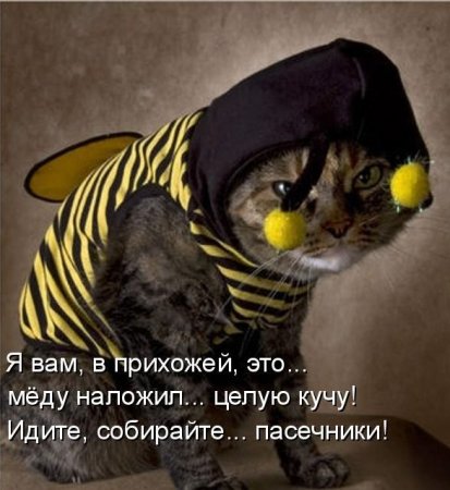 413x450, 41 Kb / котоебам, говно