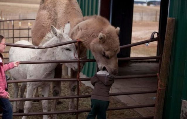 639x407, 61 Kb / ребенок, осел, верблюд