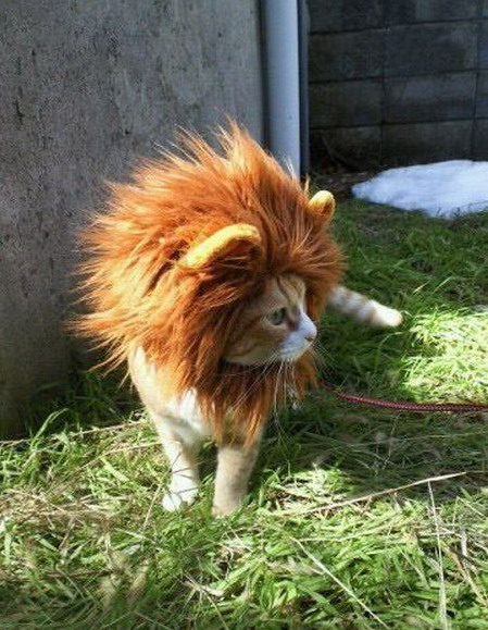 449x579, 103 Kb / кот, парик