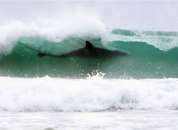 700x511, 33 Kb / волна, акула