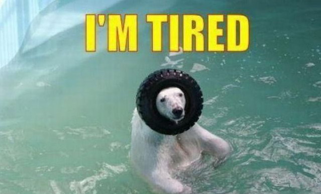 639x386, 52 Kb / медведь, вода, покрышка