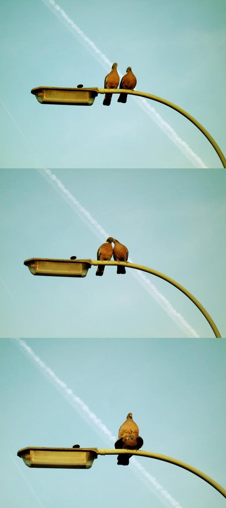 747x1679, 69 Kb / любовь, голуби, фонарь