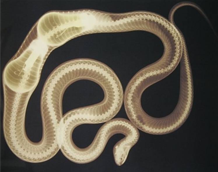 748x591, 37 Kb / змея, лампочка