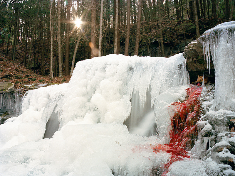 800x600, 247 Kb / весна, пещера, лед, кровь, лиса