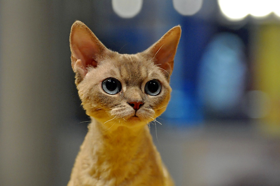 900x597, 205 Kb / кот, сраный фотосайт