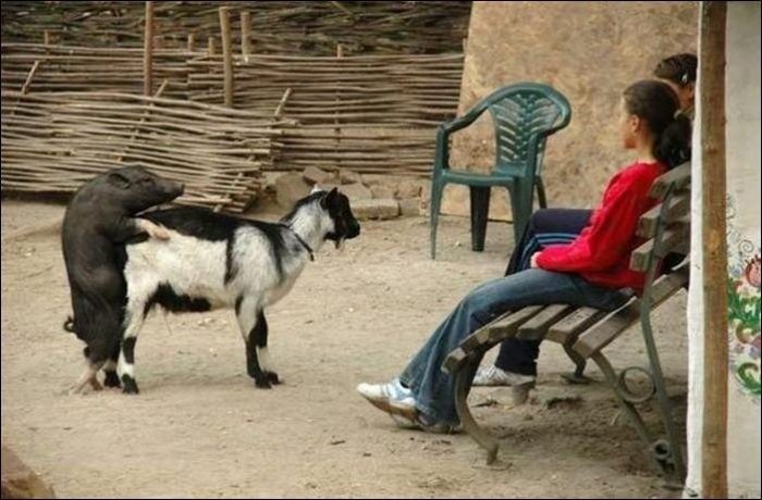 700x460, 72 Kb / зоофил, свинья, коза