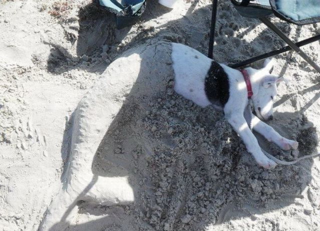 639x461, 113 Kb / песок, пес