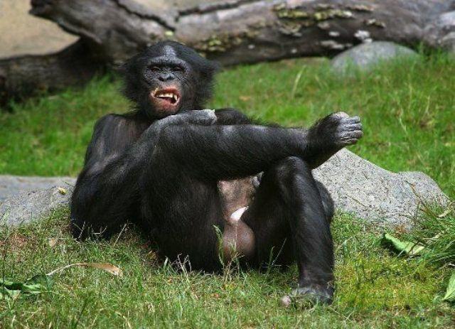 640x463, 67 Kb / обезьяна, яйца