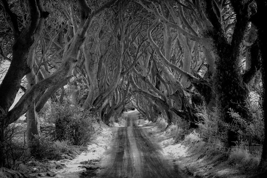 900x600, 202 Kb / лес