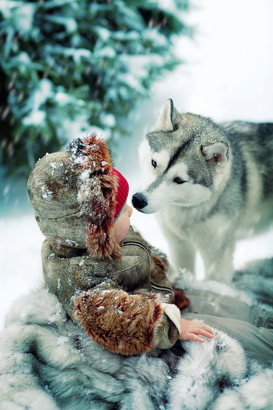 533x800, 78 Kb / волк, лайка, ребенок, снег