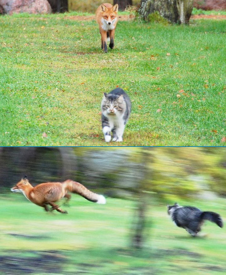 719x876, 220 Kb / кот, лиса