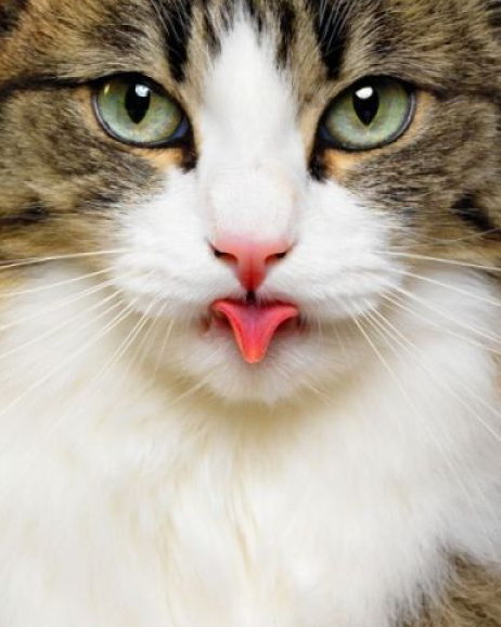 462x578, 59 Kb / кот