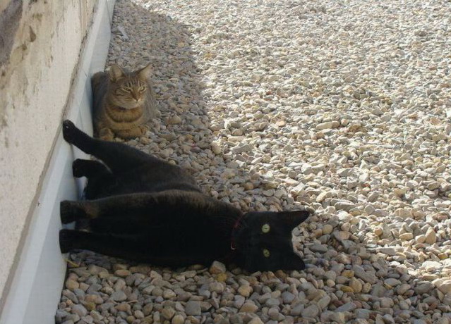 639x460, 117 Kb / кот