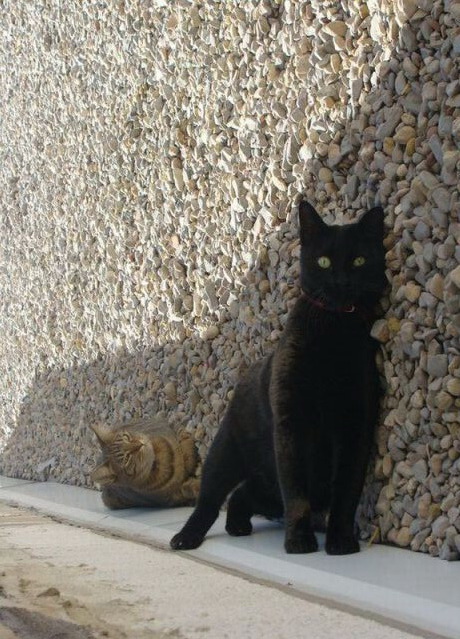 460x639, 138 Kb / котэ