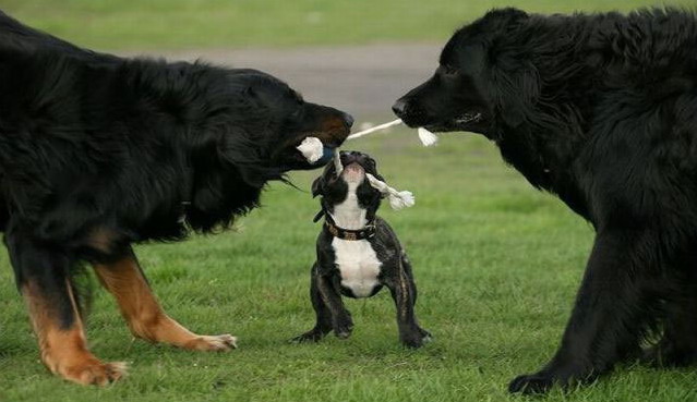 639x369, 60 Kb / собаки