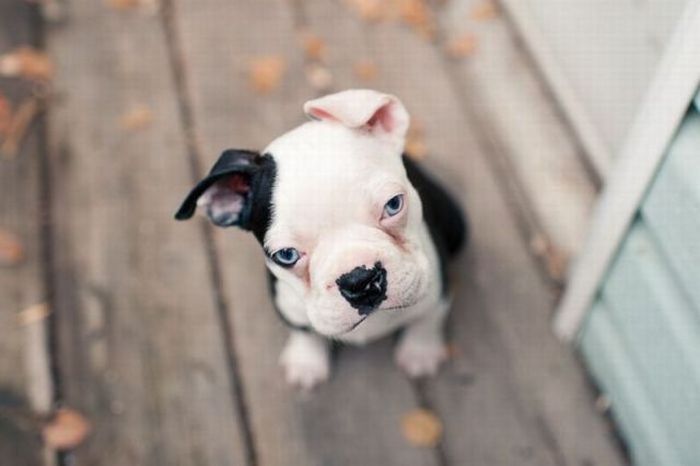 700x466, 36 Kb / собака, щенок