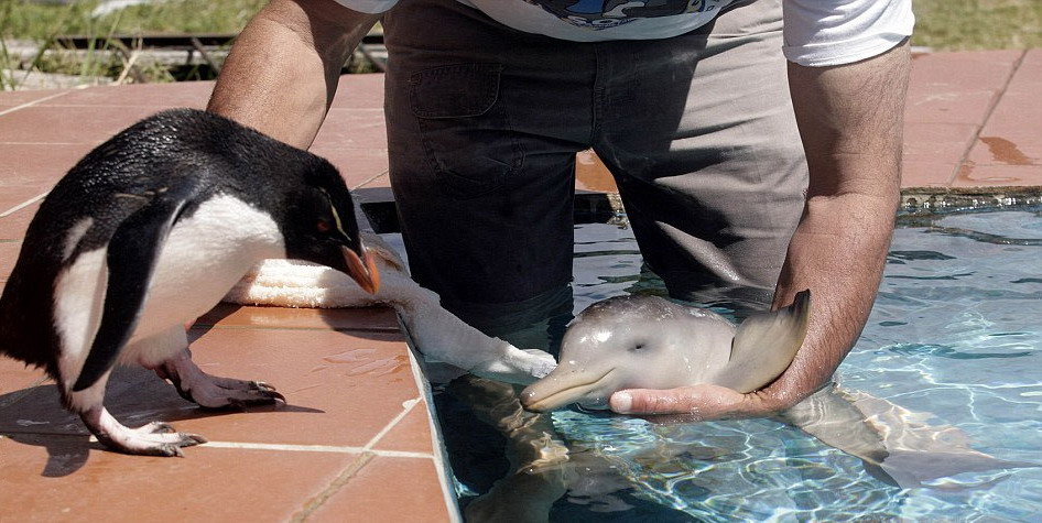 946x475, 147 Kb / дельфин, пингвин