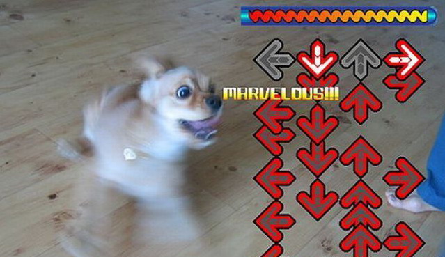 639x369, 70 Kb / собака, игра